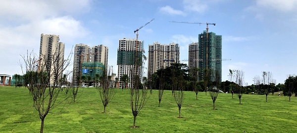 蒼海公園桃花島增種桃花樹(shù)